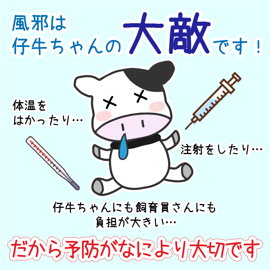 風邪は 仔牛ちゃんの大敵です！体温を はかったり… 注射をしたり…仔牛ちゃんにも飼育員さんにも 負担が大きい…だから予防がなにより大切です